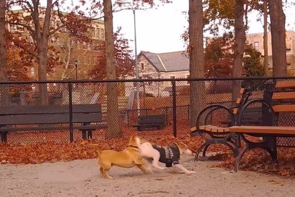Dog Run at Hackett Park photo 2